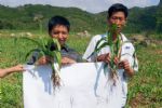 “霍博士”拌种肥在云南省罗平县的玉米上使用效果出众