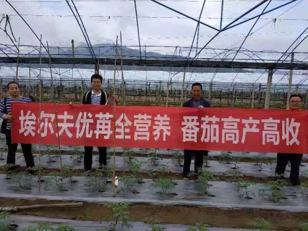 埃尔夫农技服务 助力四川米易番茄更营养