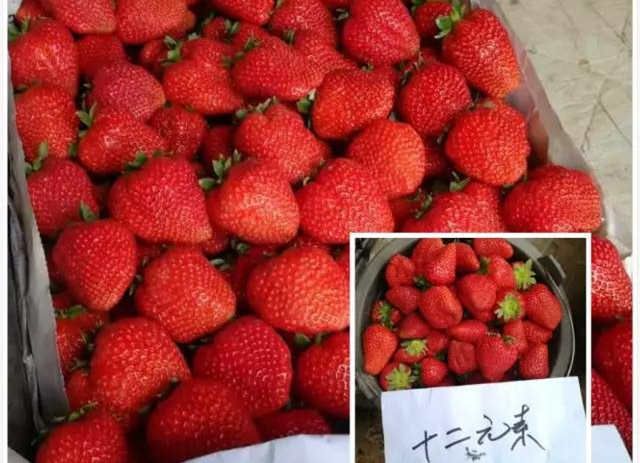 【案例分享】满城果农的草莓种植经