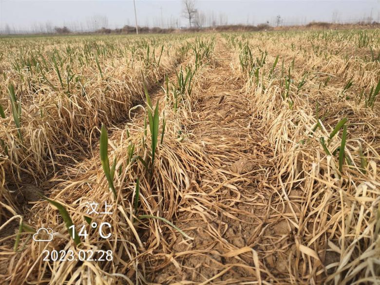 当前黄淮海冬小麦生产指导建议