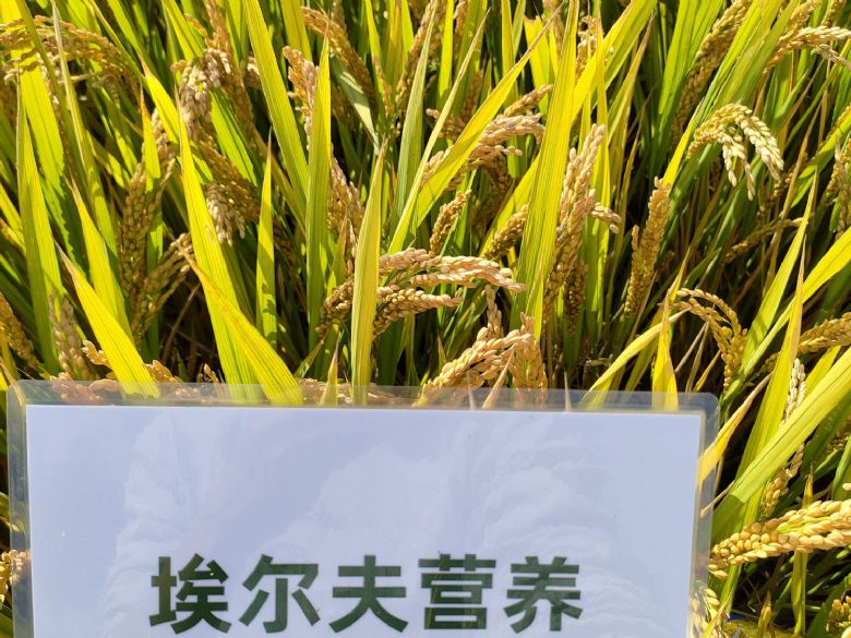 水稻增产关键一步，选择优苒动力液！